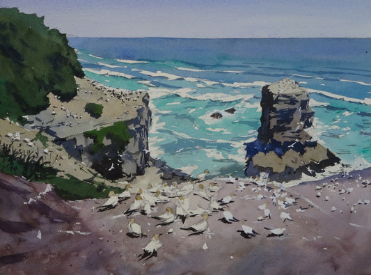 Gannet Colony at Muriwai Beach