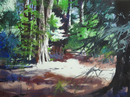 Muir Woods Redwoods in the light